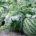 夏邑种植的8424西瓜即将上市啦