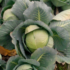 河南省新野县荷兰皮球才上市颜色好看