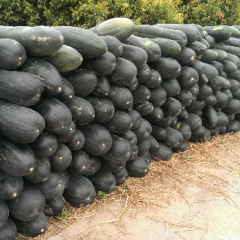 广东省惠来县鳌江镇在冬瓜5毛钱