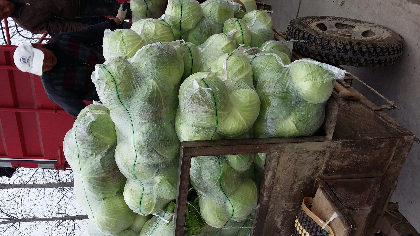 湖北沙洋甘蓝上市了