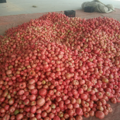 郯城红花刘西虎硬粉西红市