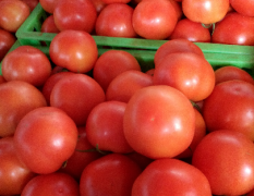 云南弥勒市西红柿熟了！果靓丽，耐运输
