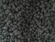 白玉山药豆300斤，直径1.5以上