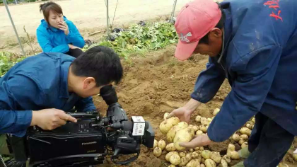 大量新鲜土豆，即将上市