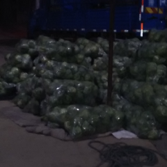 近曰甘蓝价格下滑，今曰0.35元每市斤