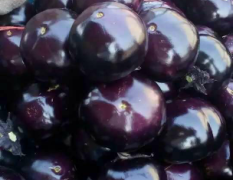 黑茄王呈圆形，黑紫色，色泽鲜亮