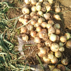 洋葱价不高，望广大客商早下手