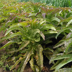 红叶香大量上市，种植面积广