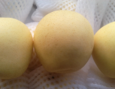 河北省深州市果品市场出售皇冠梨