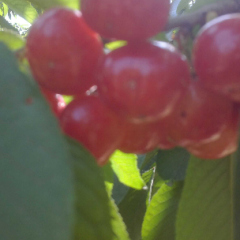 早大果，红灯樱桃已经陆续开始上市