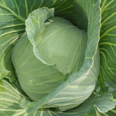 本地甘蓝（暖春）一个星期左右上市
