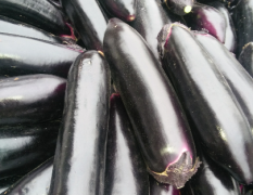 紫棒茄，条形匀称