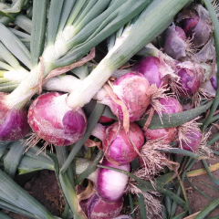 红皮洋葱已经大量上市