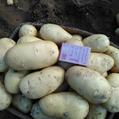 滕州新土豆上市