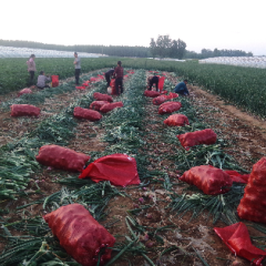 山东安丘红皮洋葱：山口村张万顺