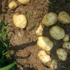 种植的主要品种早大白和中暑五号