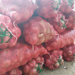 武陟县三阳乡大凡村红皮洋葱