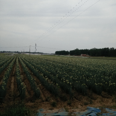 供应大葱，加工净葱