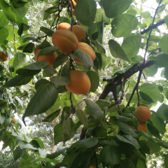 润丰合作社金太阳杏 数量多