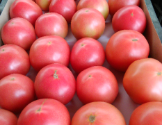 硬粉西红柿，大棚种植无公害绿色蔬菜