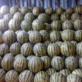 山东禹城西瓜，精选优良品种