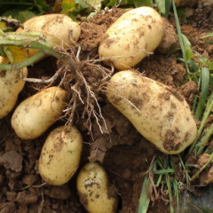 襄州土豆己进入收货走货高峰期！