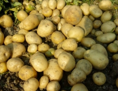 荷兰十五_土豆土豆香土豆