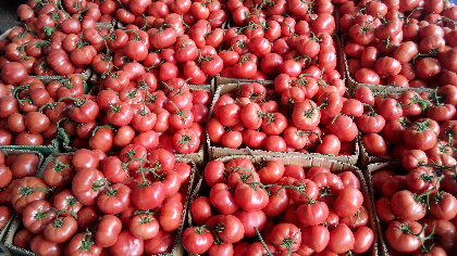 西红柿量大，果行好！