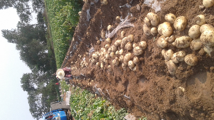 凌海土豆是名优特产,欢迎五湖四海的朋友前来订购