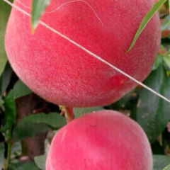 棚桃三月大量上市春雪