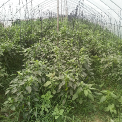 红辣椒，茄子，红薯