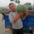山东昌乐花皮无籽西瓜营养丰富