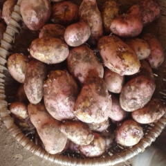 本处出售土豆合作88号