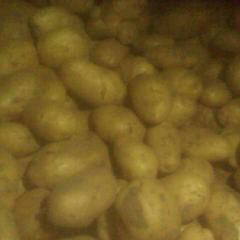 惠民清河镇土豆个大，型正，颜色金黄