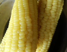 原生态种植方法 糯玉米