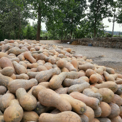 我基地大量供應密本南瓜