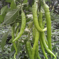 河南睢阳线椒蔬菜上货量大