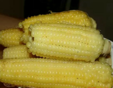 6月-7月糯玉米大量供应