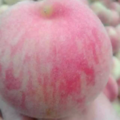 角杯乡吉家营 美脆桃 硬度好 货价期长