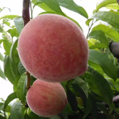 山西临猗春雪毛桃其他果品火热上市