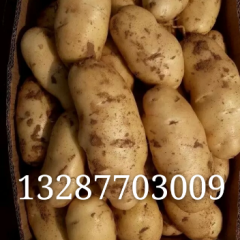 代收土豆，欢迎广大客商前来洽谈