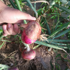 红皮洋葱个头8-10,皮色好,耐储存