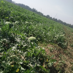 京欣 黑籽红瓤 成熟度好