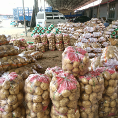 昌黎县有大量土豆，种植面积大