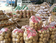 昌黎县有大量土豆，种植面积大