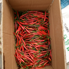 富鑫辣椒合作社所有辣椒，本合作社以艳红为主