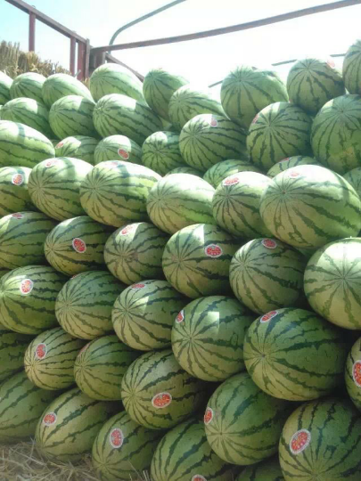 2015年07月11日靖远县西瓜价格