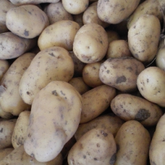 平度土豆资源丰富，现已大量上市