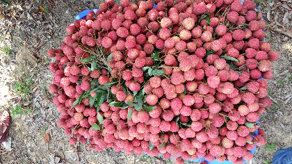 广东阳江妃子笑荔枝随行就市_许永健