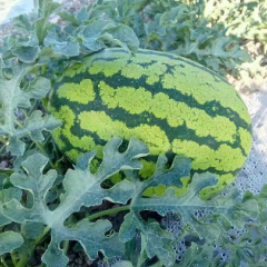 有一百亩金花，欢迎各位老板前来订购